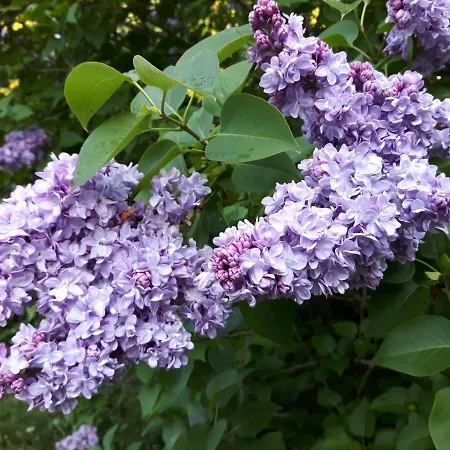 Apartment Maja Markdorf