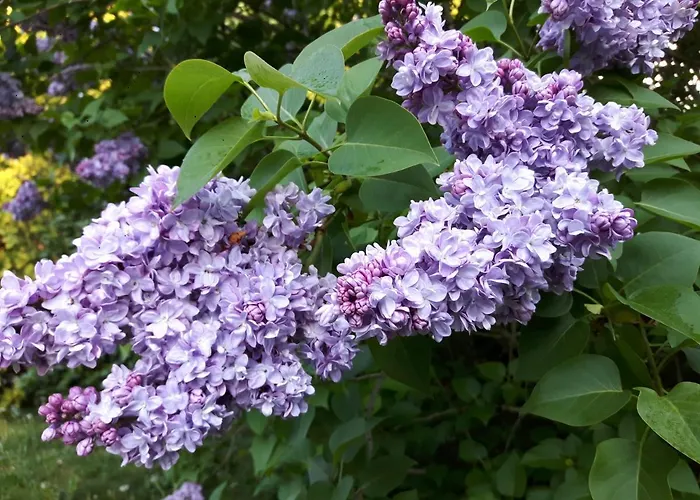 アパート Maja マルクドルフ